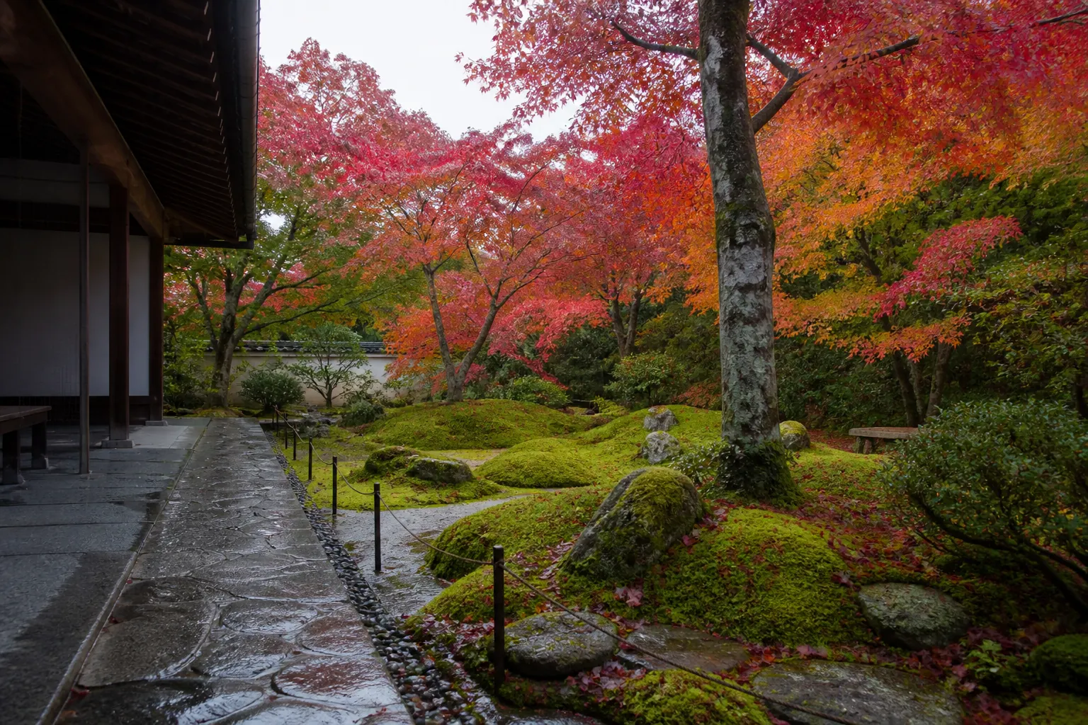 Jardin de temple à Kyoto après la pluie, érables d’automne